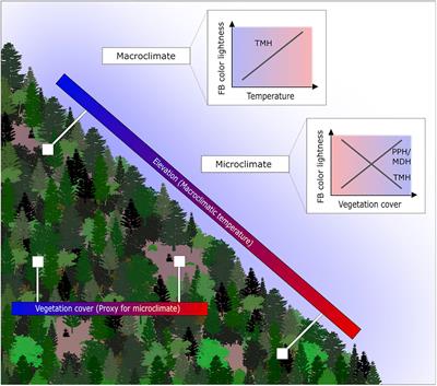 Response of Fruit Body Assemblage Color Lightness to Macroclimate and Vegetation Cover